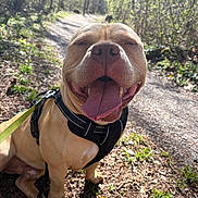 Moris a rejoint le concours — aidez-le/la à gagner de superbes lots ! dog, canine, happy, smiling, tongue_out, leash, harness, forest, path, sunlight, outdoor, nature, trees, greenery, pet, animal, walking, adventure, daytime, closeup