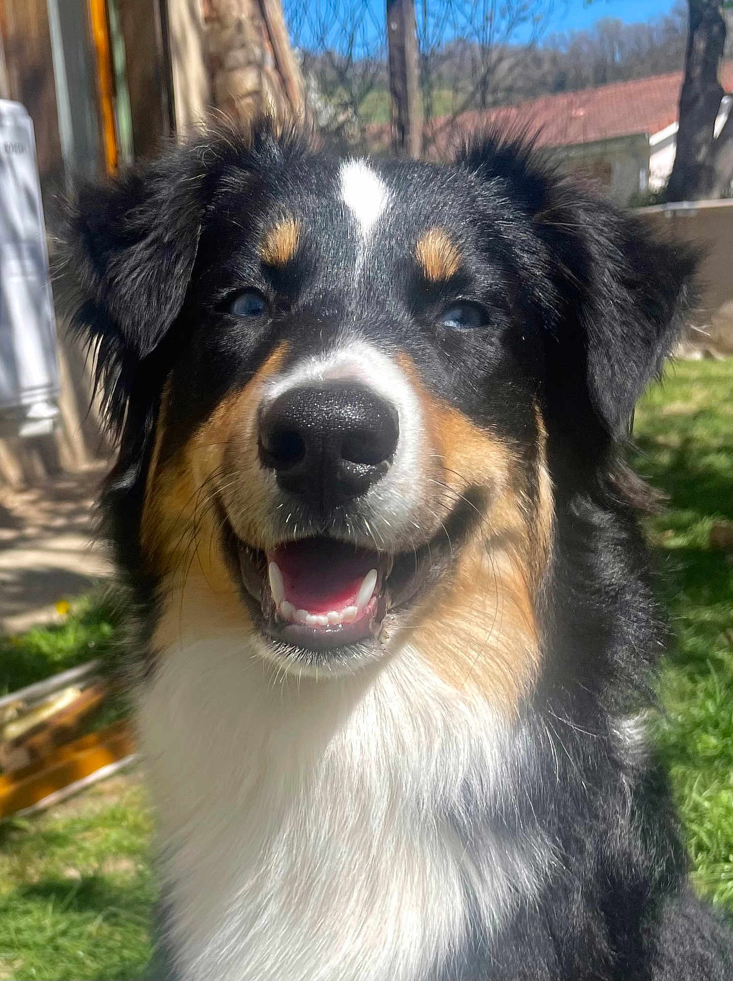 Héra participe au concours pour gagner de l'argent avec cette photo : dog, smiling, outdoor, sunlight, black_nose, fur, pet, canine, happy, close_up, animal, grass, ears, face, tongue, nature, friendly, portrait, daylight, tricolor