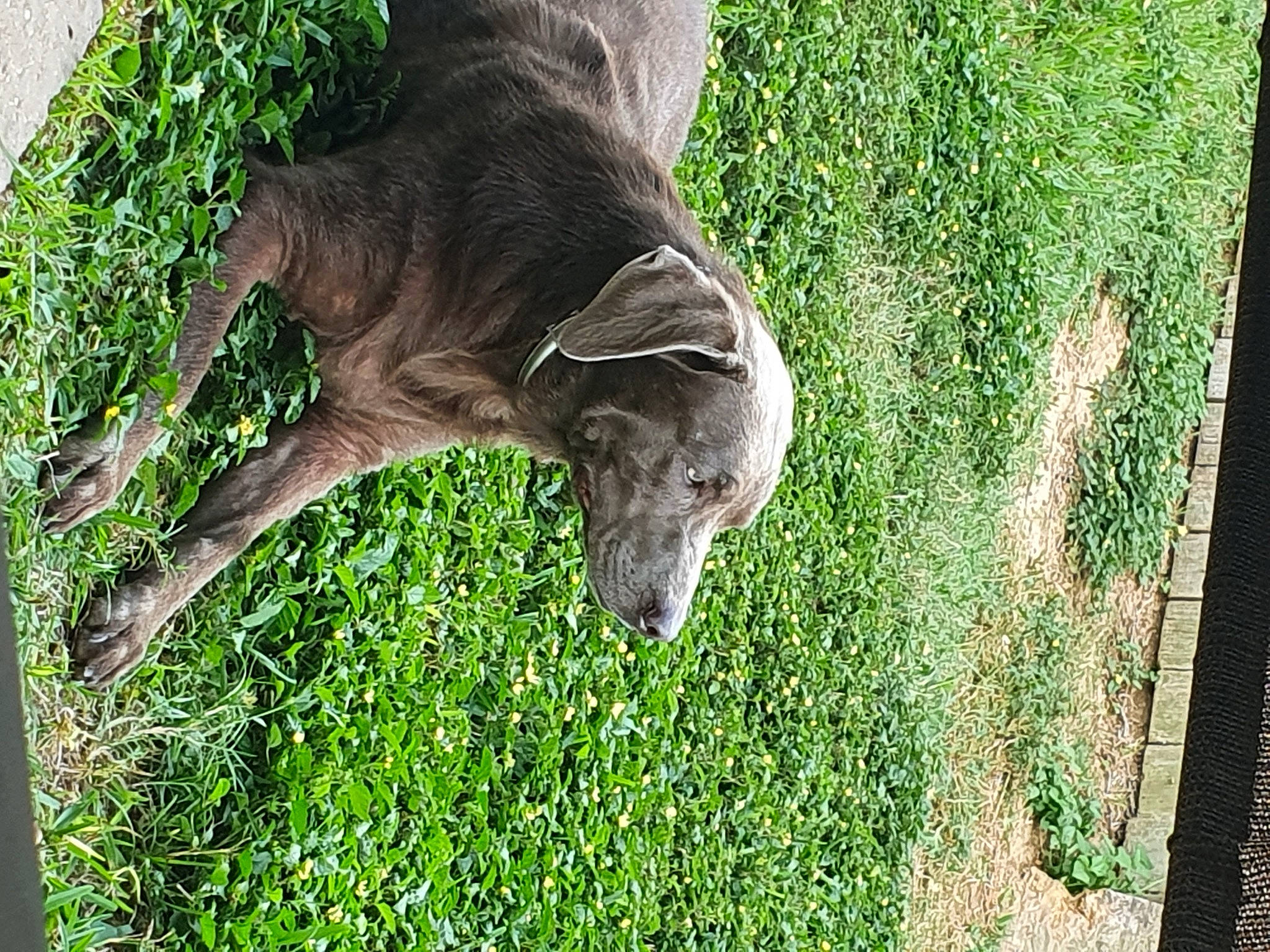 Nova is registered to the contest to win money with this photo: canidae, carnivore, dog, dog_breed, fawn, grass, grass_family, grassland, groundcover, pasture, plant, shrub, snout, sporting_group, tail, terrestrial_animal, terrestrial_plant, trunk, wood, working_animal