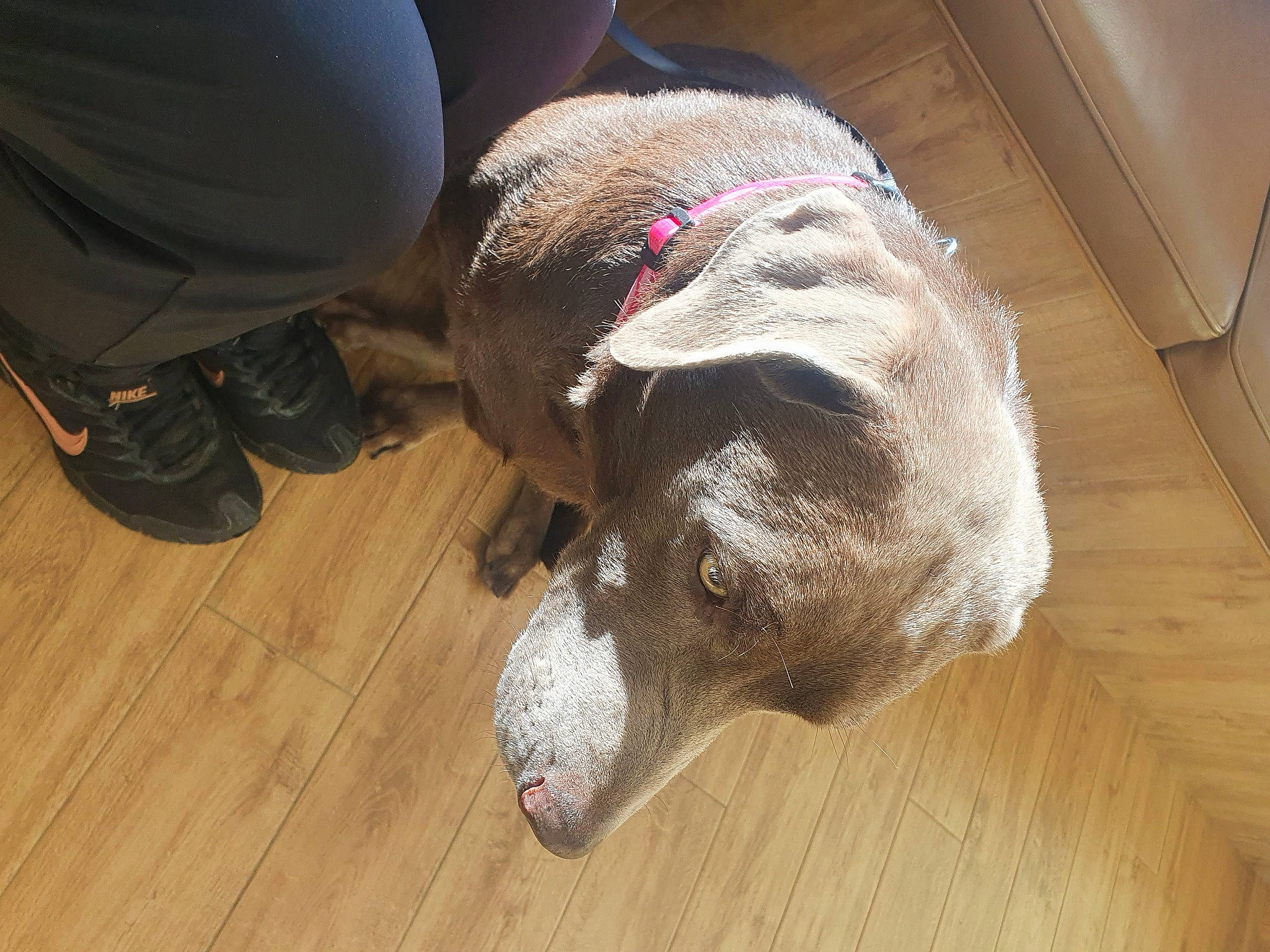 Nova is registered to the contest to win money with this photo: canidae, carnivore, collar, comfort, companion_dog, dog, dog_breed, dog_supply, fawn, flooring, fur, hardwood, liver, pet_supply, snout, sporting_group, terrestrial_animal, whiskers, wood, working_animal