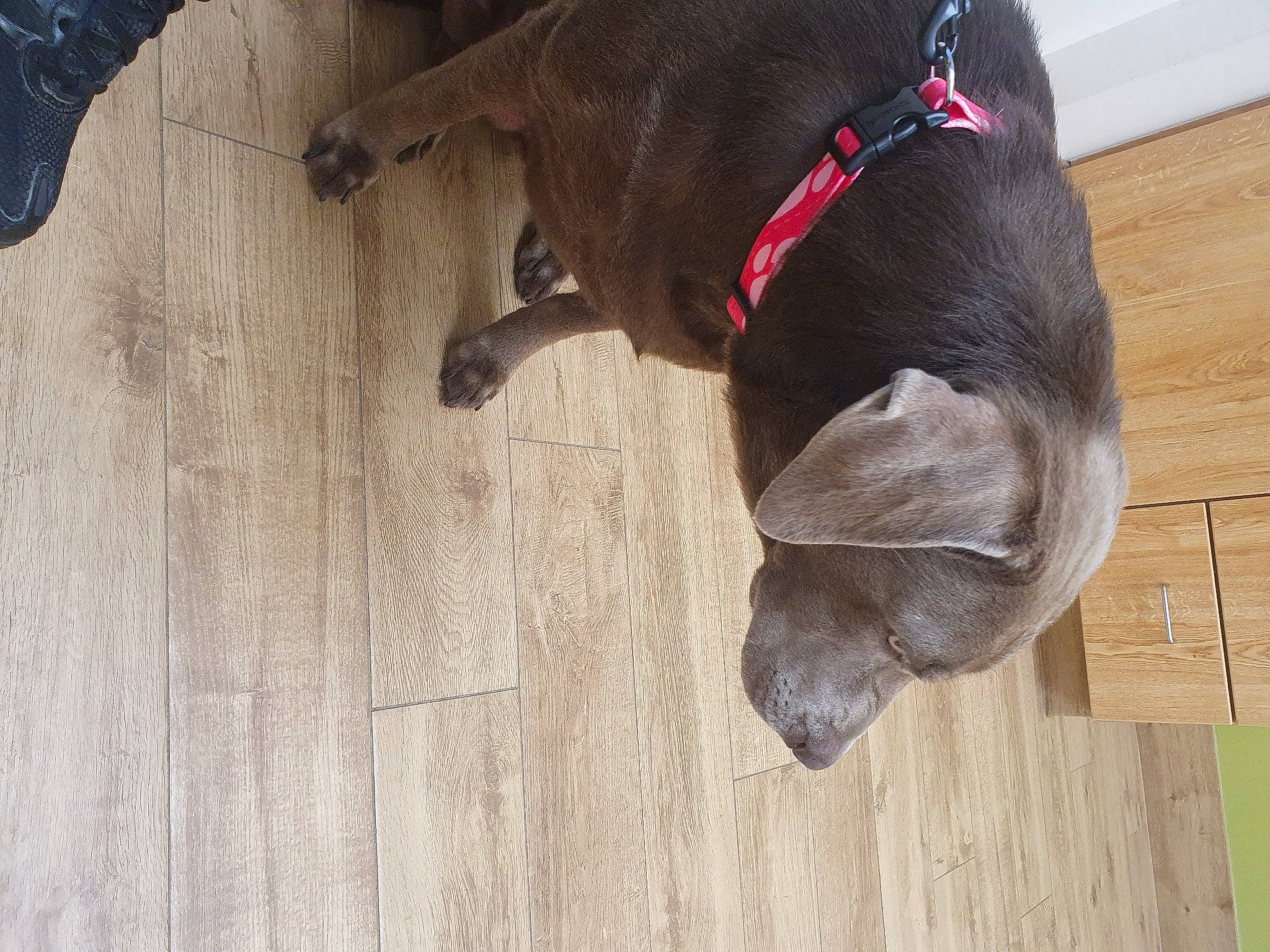 Nova joined the competition — help win amazing prizes! brown, canidae, carnivore, collar, companion_dog, dog, dog_breed, fawn, floor, flooring, fur, hardwood, liver, pet_supply, snout, tail, wood, wood_flooring, wood_stain, working_animal