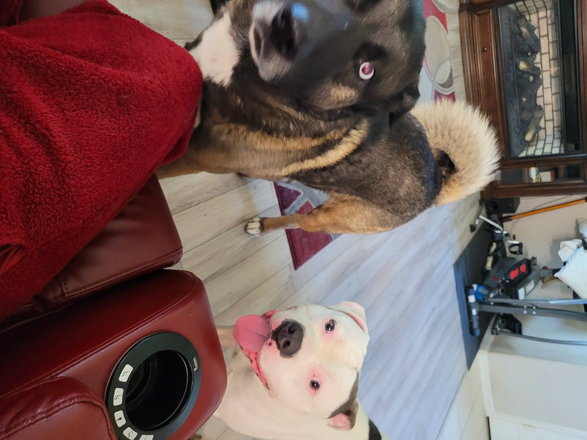 Gotti joined the competition — help win amazing prizes! audio_equipment, automotive_design, carmine, collar, comfort, companion_dog, dog, fur, mammal, picture_frame, plush, room, shelf, small_to_medium_sized_cats, snout, stuffed_toy, textile, toy, whiskers, white