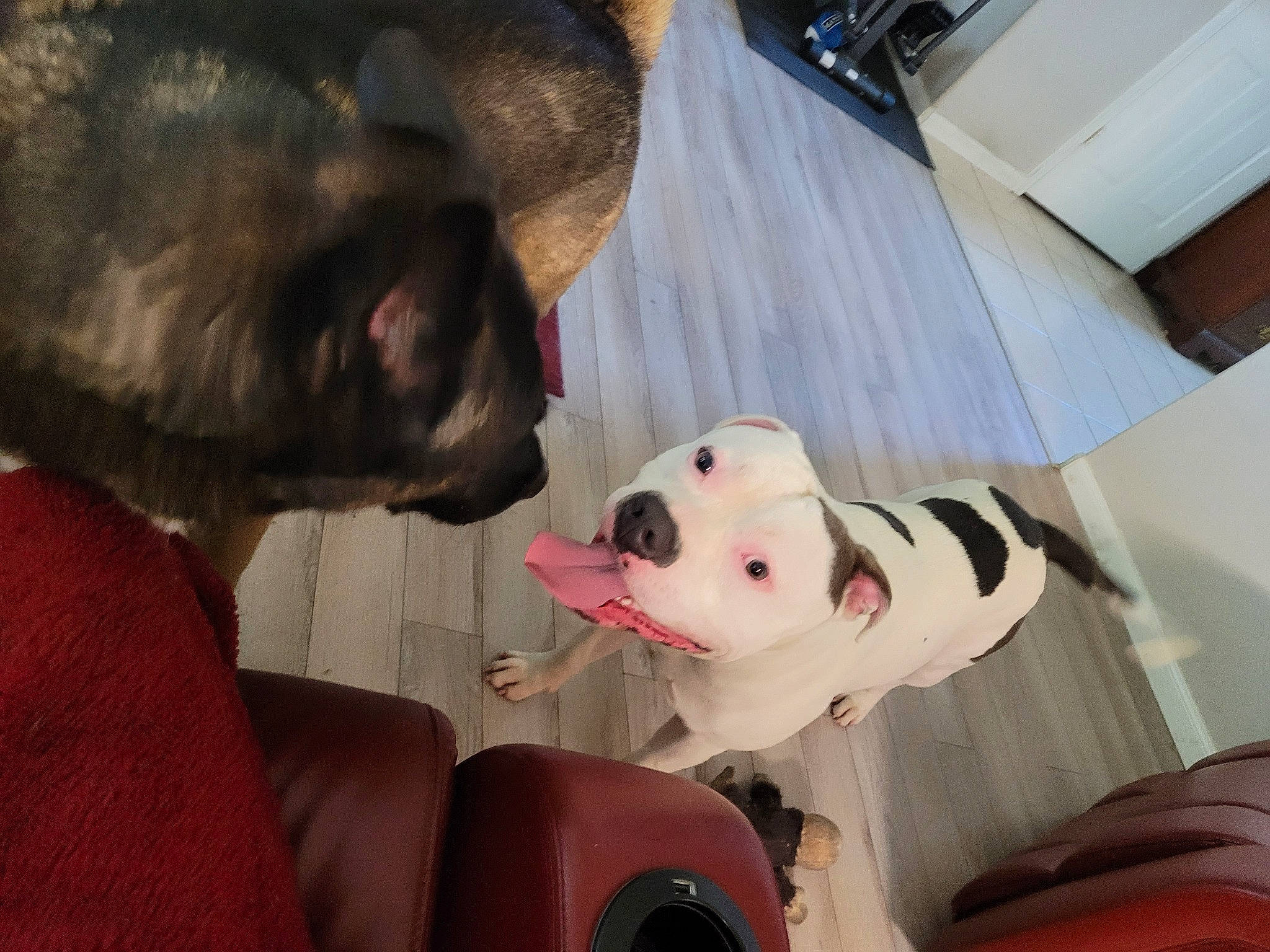 Gotti is registered to the contest to win money with this photo: animation, canidae, carmine, carnivore, companion_dog, dog, dog_breed, fawn, fictional_character, fun, fur, mascot, non_sporting_group, room, snout, sporting_group, stuffed_toy, toy, whiskers, working_animal