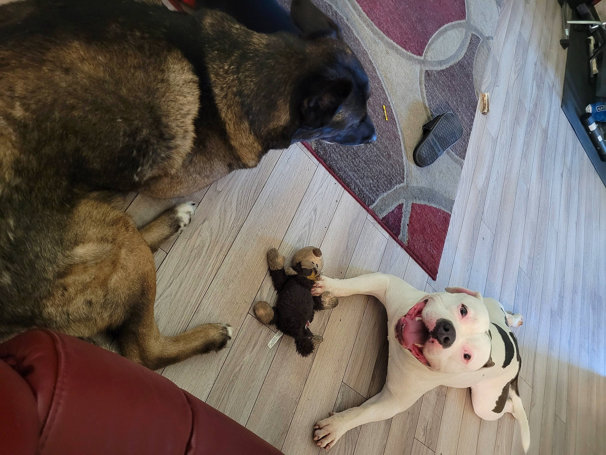 Gotti is registered to the contest to win money with this photo: canidae, carnivore, companion_dog, dog, dog_breed, fawn, felidae, flooring, fur, mammal, paw, plush, small_to_medium_sized_cats, snout, sporting_group, stuffed_toy, tail, teddy_bear, toy, vertebrate