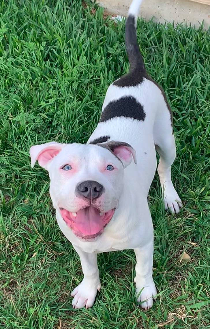 Gotti joined the competition — help win amazing prizes! bull_terrier, canidae, carnivore, collar, companion_dog, dog, dog_breed, dog_collar, dog_supply, dogo_guatemalteco, fawn, grass, paw, pet_supply, sporting_group, tail, terrestrial_animal, terrier, working_animal, working_dog