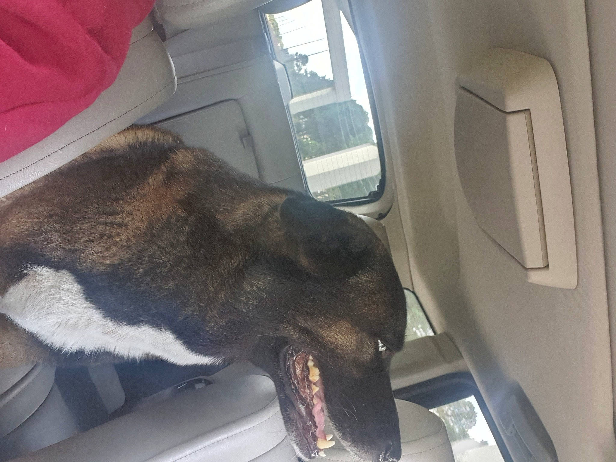 Chevi joined the competition — help win amazing prizes! automotive_exterior, automotive_window_part, car, carnivore, comfort, companion_dog, dog, dog_breed, family_car, fawn, fur, motor_vehicle, snout, sporting_group, terrestrial_animal, vehicle, vehicle_door, window, windshield, working_animal