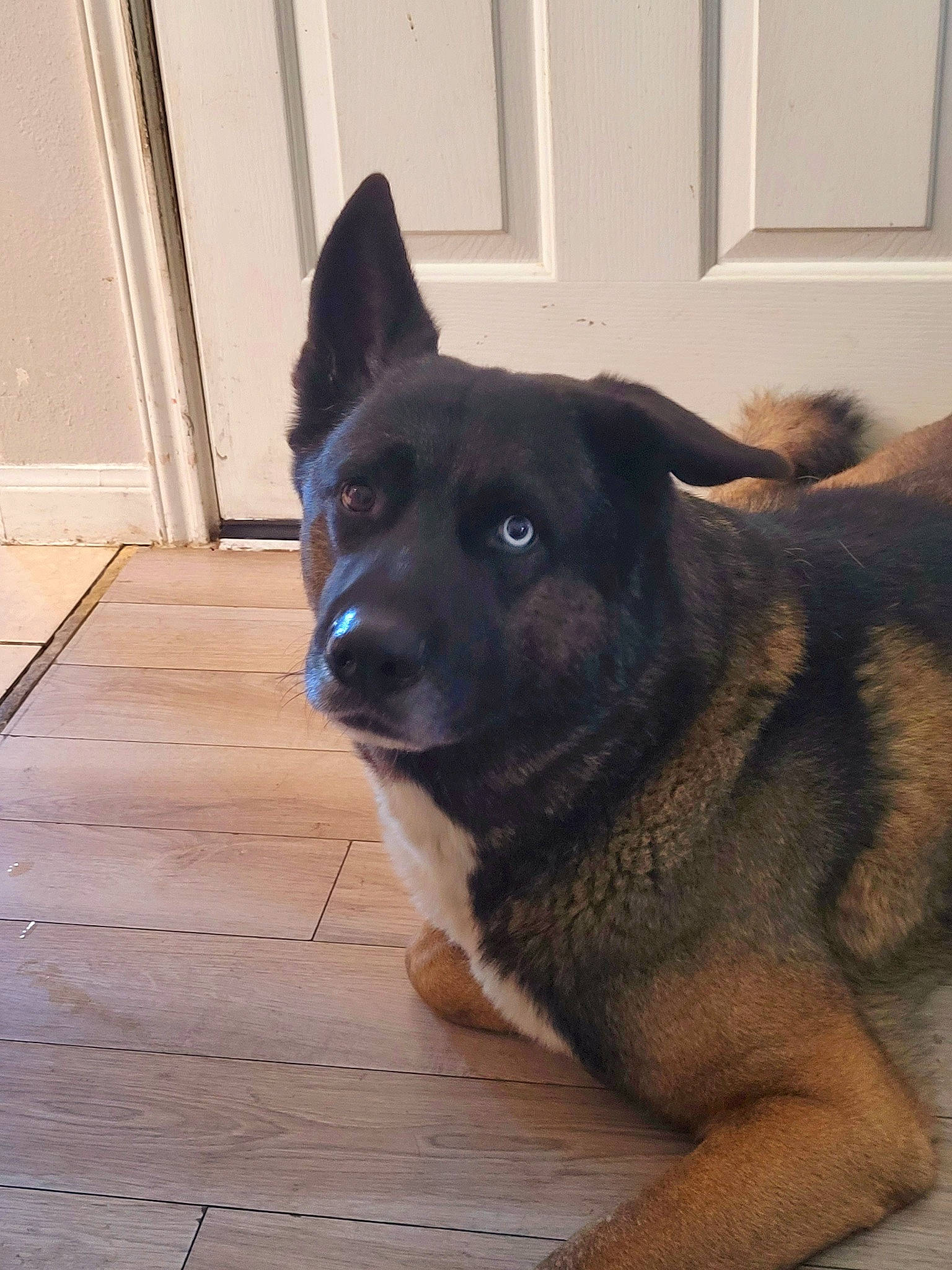 Chevi joined the competition — help win amazing prizes! canidae, carnivore, companion_dog, dog, dog_breed, door, fixture, floor, flooring, fur, hardwood, herding_dog, home_door, sporting_group, tail, whiskers, window, wood, working_animal, working_dog