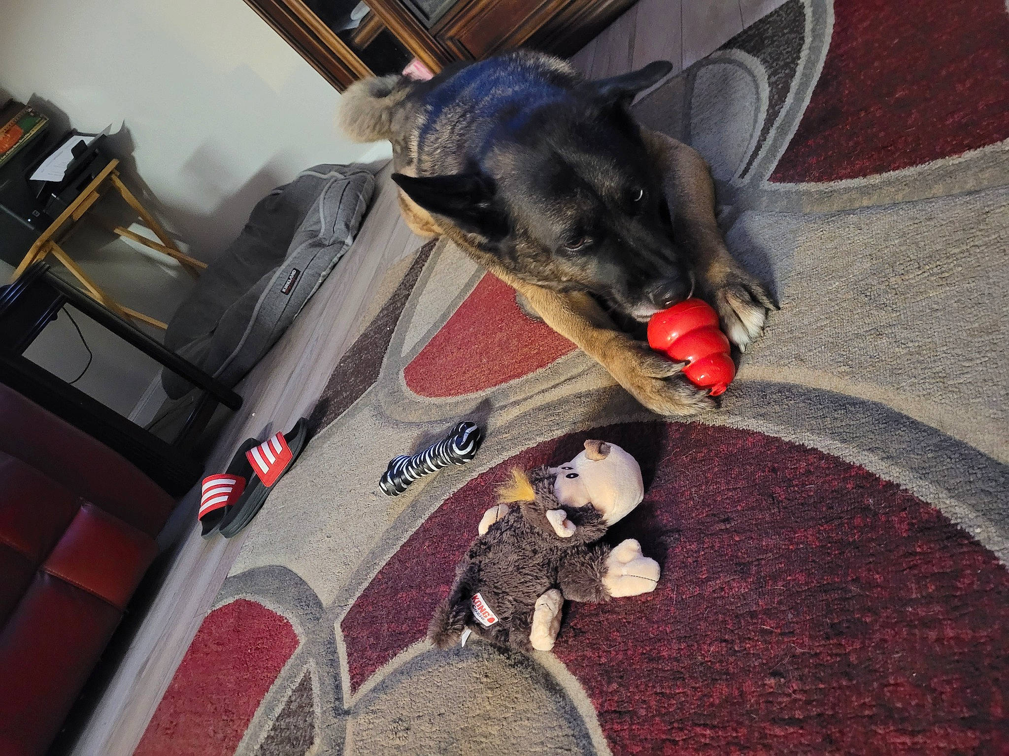 Chevi joined the competition — help win amazing prizes! carmine, carnivore, collar, comfort, companion_dog, dog, dog_breed, dog_supply, fawn, felidae, flooring, mammal, pet_supply, small_to_medium_sized_cats, snout, tail, toy, vertebrate, whiskers, working_animal