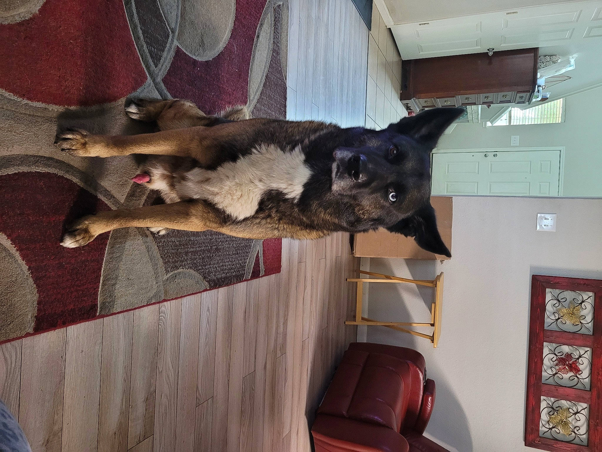 Chevi joined the competition — help win amazing prizes! canidae, carnivore, companion_dog, dog, dog_breed, fawn, felidae, flooring, fur, grey, hardwood, picture_frame, room, small_to_medium_sized_cats, snout, sporting_group, tail, wood, working_animal, working_dog