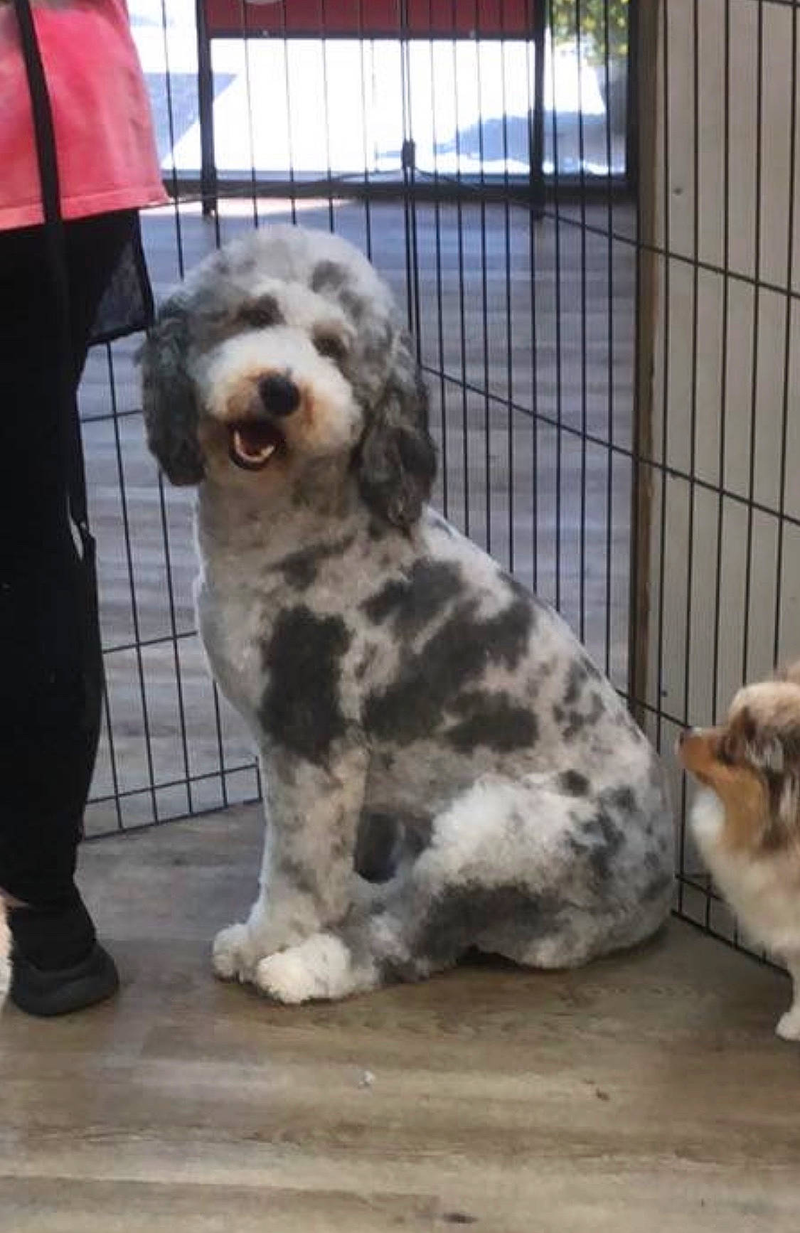 Nora is registered to the contest to win money with this photo: australian_shepherd, briquet_griffon_vendeen, canidae, carnivore, companion_dog, dog, dog_breed, mammal, miniature_australian_shepherd, old_english_sheepdog, petit_basset_griffon_vendeen, polish_lowland_sheepdog, rare_breed_dog, romanian_mioritic_shepherd_dog, sporting_group, tibetan_terrier, vertebrate