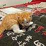 animal, asian_characters, bed, blanket, cat, curious, cute, domestic_cat, feline, fur, indoor, kitten, looking_down, orange_cat, pet, resting, small, soft, white_cat, young