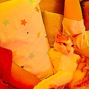 Alvin participe au concours pour gagner de l'argent avec cette photo : animal, arm, bed, cat, comfort, cuddling, cute, feline, home, indoor, orange_cat, person, pet, pillow, relaxing, resting, sleepy, star_pattern, warm_light, white_cat