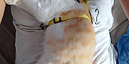 Alvin a rejoint le concours — aidez-le/la à gagner de superbes lots ! casual_clothing, cat, cat_print, closeup, comfort, cuddle, feline, fur, harness, home, indoor, nap, orange_and_white_cat, pajama_pants, paw, person, pet, relaxing, resting, white_tshirt