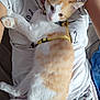 casual_clothing, cat, cat_print, closeup, comfort, cuddle, feline, fur, harness, home, indoor, nap, orange_and_white_cat, pajama_pants, paw, person, pet, relaxing, resting, white_tshirt