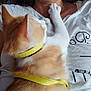 affection, animal, cat, close_up, cute, domestic_cat, feline, fur, harness, human, indoor, orange_cat, paw, person, pet, shirt, snuggling, white_cat, white_shirt, yellow_harness