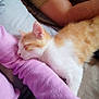 arm, cat, closeup, comfort, cozy, cuddly, feline, fur, human, indoor, kitten, nap, orange_and_white, person, pet, purple_sleeve, relaxation, resting, sleeping, soft_texture