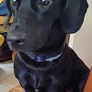 Belle participe au concours pour gagner de l'argent avec cette photo : dog, black_dog, pet, indoor, chair, woven_chair, floor_tiles, collar, animal, sitting, paw, ears, face, eyes, fur, domestic, cute, companion, looking_away, home