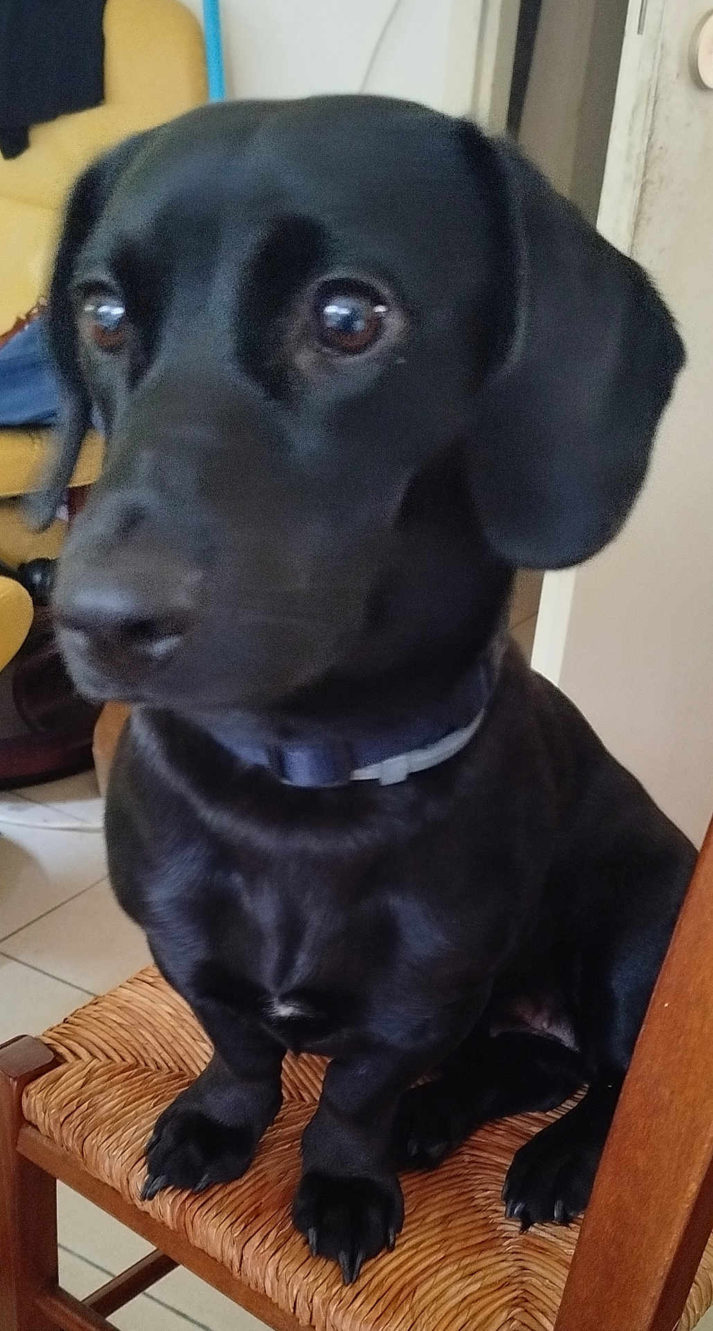 Belle participe au concours pour gagner de l'argent avec cette photo : dog, black_dog, pet, indoor, chair, woven_chair, floor_tiles, collar, animal, sitting, paw, ears, face, eyes, fur, domestic, cute, companion, looking_away, home