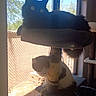 animal, black_cat, cat, cat_tree, curious, daylight, domestic_cat, feline, fence, home, indoor, outdoor_view, perched, pet, relaxed, sitting, sunlight, tree, white_cat, window