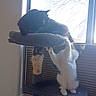 animal, black_cat, cat, cat_tree, cats, curious, daylight, feline, furniture, home, indoor, paw, perch, pet, playful, relaxed, scratching_post, whiskers, white_cat, window