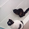 animal, bathroom, bathtub, black, cat, cats, clean, curious, domestic, ears, floor, fur, indoor, pets, sitting, tail, tile, two, whiskers, white