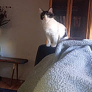 Dice is registered to the contest to win money with this photo: animal, black, blanket, bookshelf, cat, chair, cozy, curious, decor, fur, furniture, heterochromia, indoor, living_room, pet, quiet, sitting, soft_light, white, wood