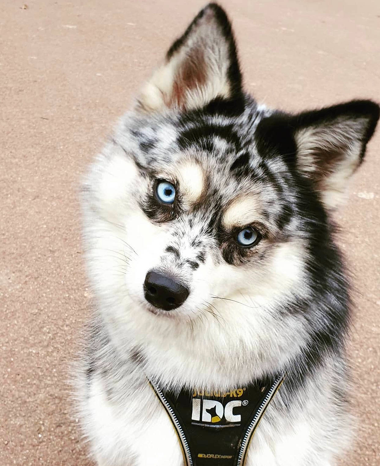 Pirate a rejoint le concours — aidez-le/la à gagner de superbes lots ! ancient_dog_breeds, art, canidae, canis, carnivore, companion_dog, dog, dog_breed, fur, non_sporting_group, siberian_husky, sled_dog, snout, sporting_group, terrestrial_animal, whiskers, wildlife, wolf, working_animal, working_dog