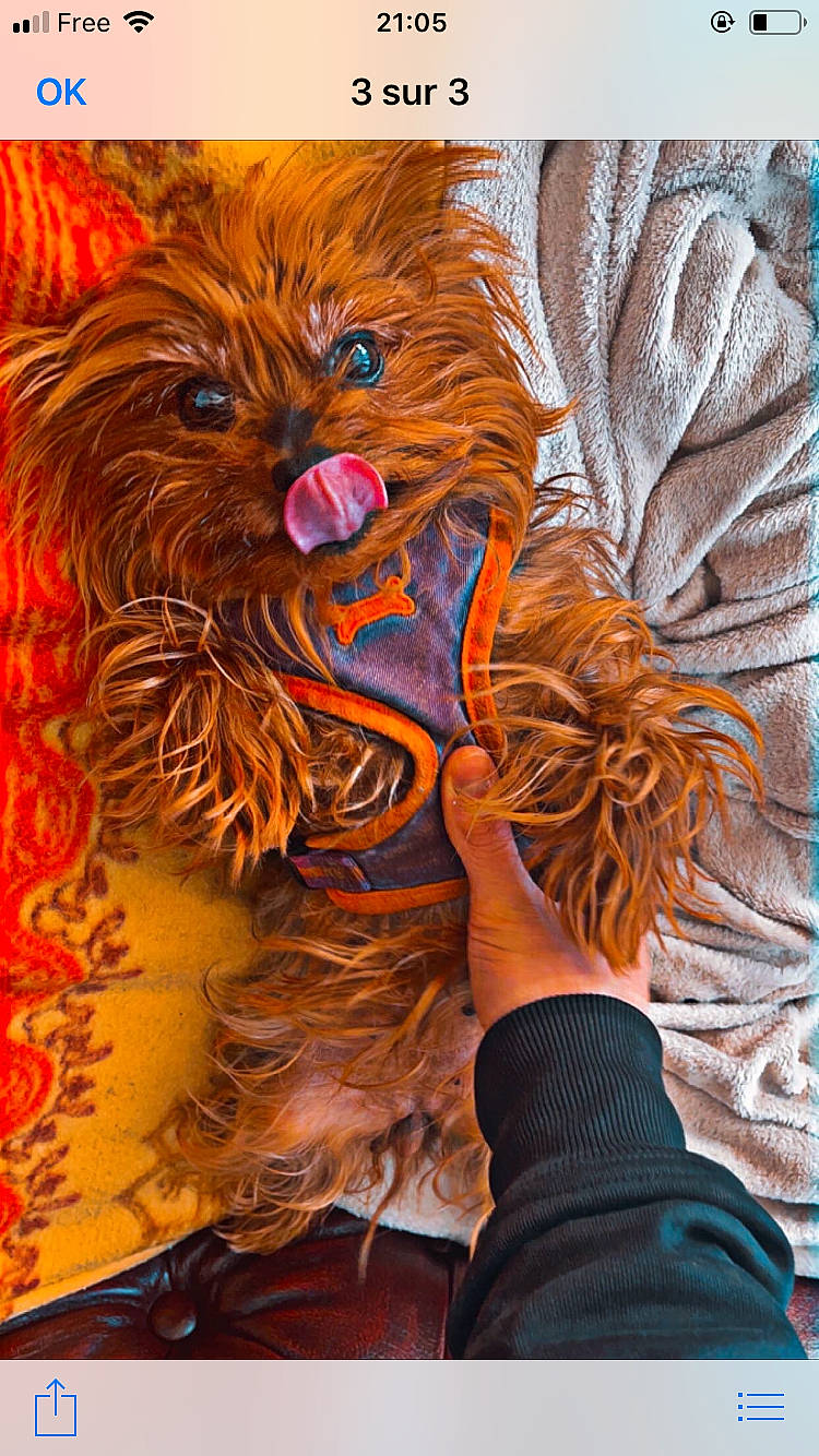 Fanny a rejoint le concours — aidez-le/la à gagner de superbes lots ! art, big_cats, costume, entertainment, event, feather, felidae, fictional_character, flesh, fur, illustration, lion, mask, orange, painting, textile, tradition, tree, visual_arts, whiskers