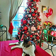 Mika is registered to the contest to win money with this photo: cat, christmas_tree, ornaments, red_tablecloth, window, curtains, balloons, flowers, chair, table, holiday_decor, indoor, pet, festive, relaxed, home, greenery, holiday, decoration, interior