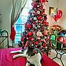 cat, christmas_tree, ornaments, red_tablecloth, window, curtains, balloons, flowers, chair, table, holiday_decor, indoor, pet, festive, relaxed, home, greenery, holiday, decoration, interior