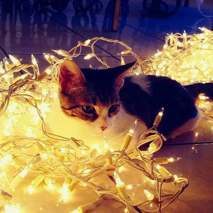 Mika joined the competition — help win amazing prizes! cat, animal, pet, fairy_lights, lights, indoor, floor, reflection, festive, glowing, cozy, curious, tangled, warm_light, decor, night, domestic_cat, cute, relaxing, soft_lighting