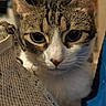 Mika is registered to the contest to win money with this photo: cat, tabby, pet, animal, whiskers, close_up, curious, indoor, fur, ears, eyes, face, texture, fabric, background_blur, domestic_animal, mammal, portrait, looking, cute