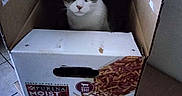 Mika joined the competition — help win amazing prizes! cat, cardboard_box, indoor, pet, animal, curious, floor, tile_floor, box_flap, container, pet_food, packaging, feline, looking, sitting, brown, white, eyes, ears, wall