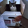 cat, cardboard_box, indoor, pet, animal, curious, floor, tile_floor, box_flap, container, pet_food, packaging, feline, looking, sitting, brown, white, eyes, ears, wall