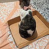 Mika joined the competition — help win amazing prizes! cat, tabby, bow, cardboard_box, bedspread, pattern, pet, indoor, feline, domestic_animal, resting, cute, animal, fur, striped, pink_bow, sleeping_area, home, comfort, sitting