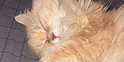 Elga a rejoint le concours — aidez-le/la à gagner de superbes lots ! abyssinian, angora, animal, cat, computer, couch, electronics, furniture, hardwood, indoors, interiordesign, kitten, laptop, manx, person, pet, plywood, siamese, sleeping, wood