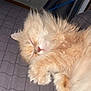 abyssinian, angora, animal, cat, computer, couch, electronics, furniture, hardwood, indoors, interiordesign, kitten, laptop, manx, person, pet, plywood, siamese, sleeping, wood
