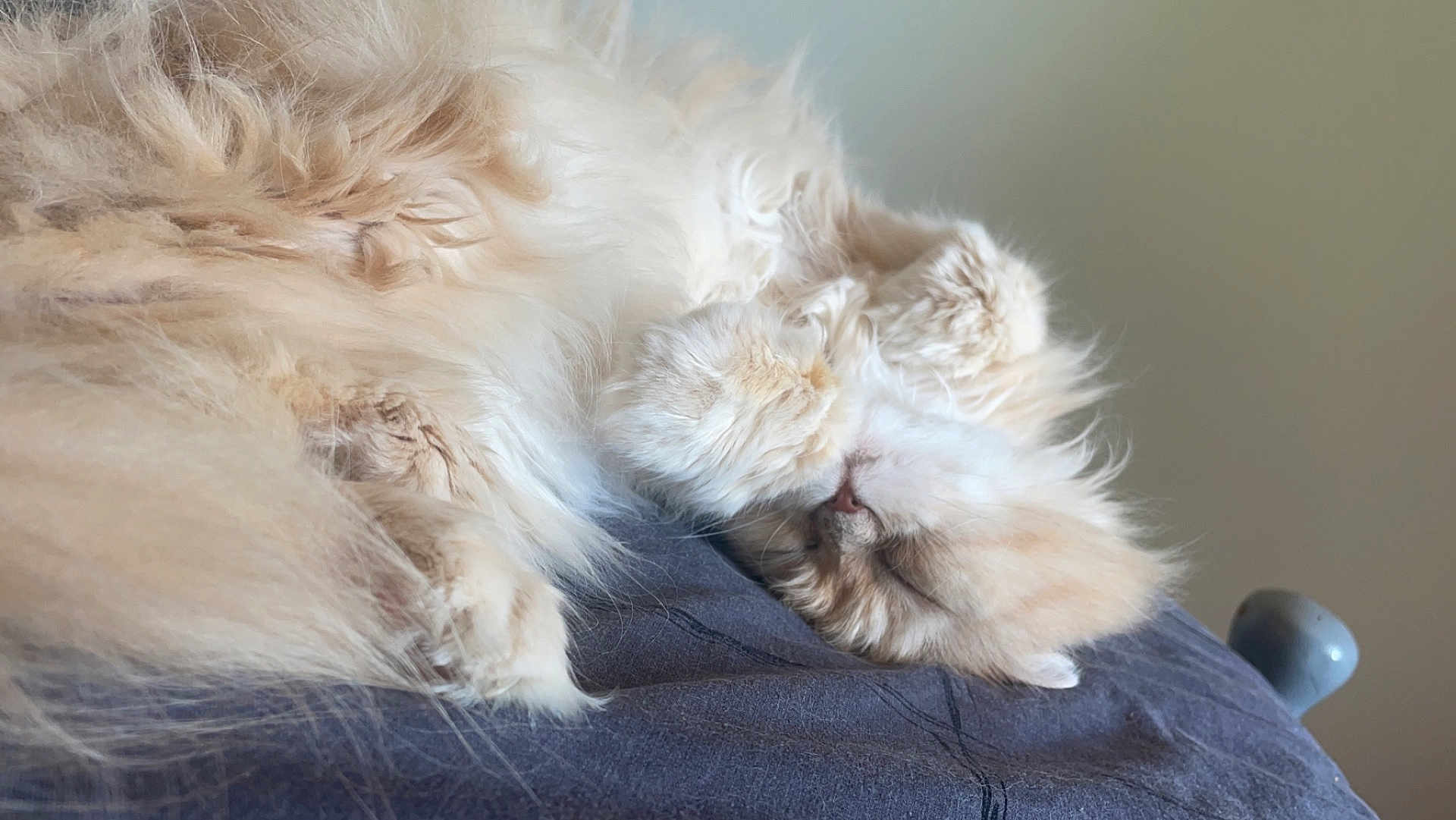 Elga participe au concours pour gagner de l'argent avec cette photo : angora, animal, blonde, canine, cat, couch, dog, eskimodog, furniture, hair, indoors, kitten, manx, person, pet, siamese, sleeping, snout, white, whitedog