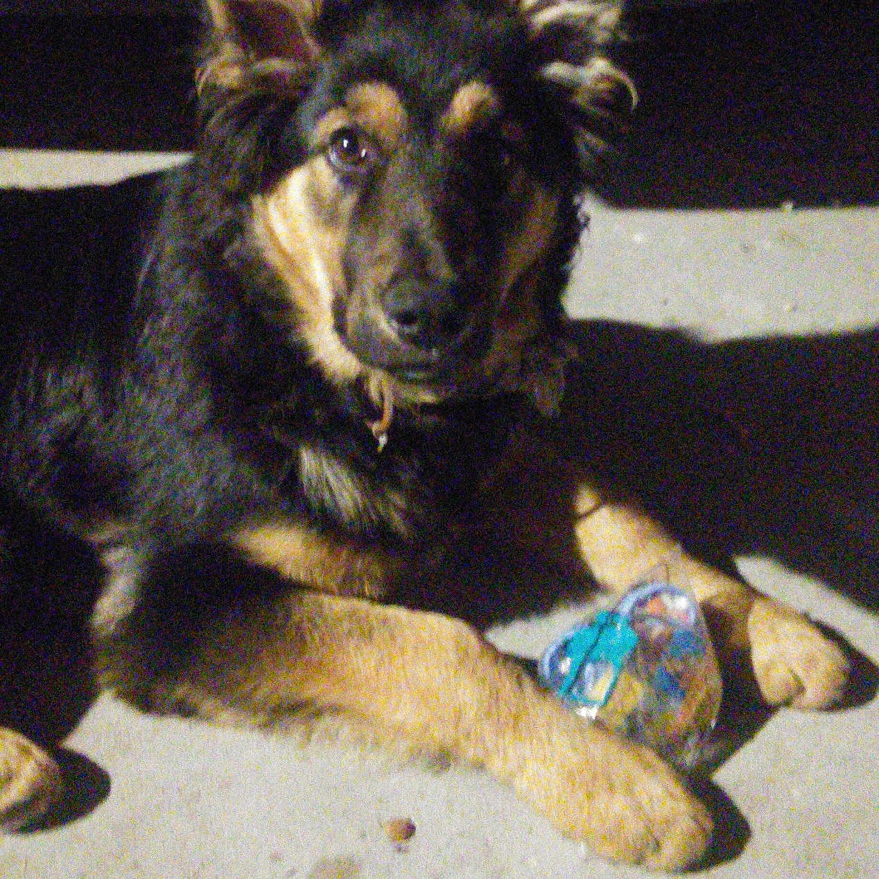 Chase joined the competition — help win amazing prizes! accessories, animal, ball, canine, dog, germanshepherd, hound, pet, puppy, sport, tennis, tennisball