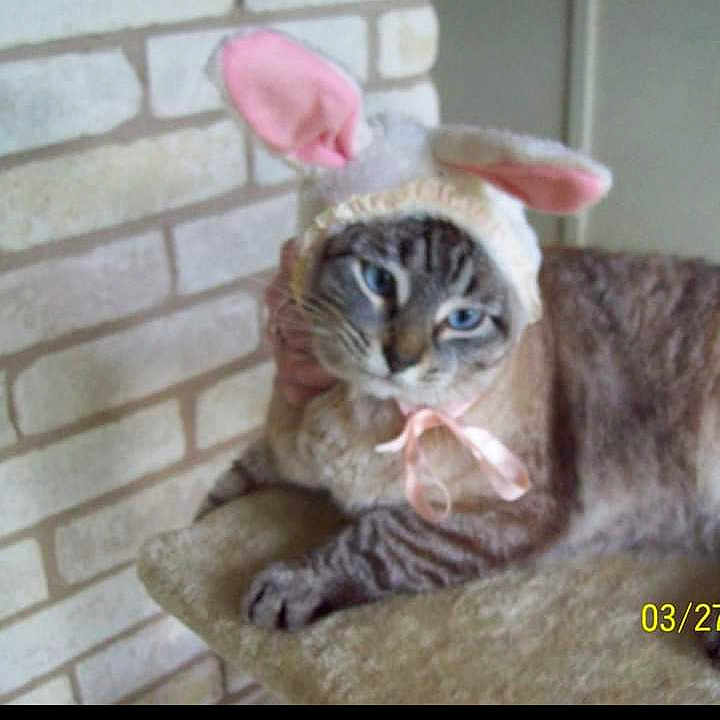 Izzy joined the competition — help win amazing prizes! abyssinian, animal, brick, canine, cat, dog, face, fireplace, head, indoors, kitten, manx, monkey, person, pet, photography, plant, portrait, pottedplant, snout