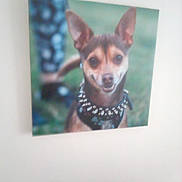 Ziggy joined the competition — help win amazing prizes! dog, portrait, photo_on_wall, blurry, small_dog, spiked_collar, indoor, wall, green_background, pet, animal, canine, smiling_dog, decor, picture_frame, fur, ears, collar, happy, close_up