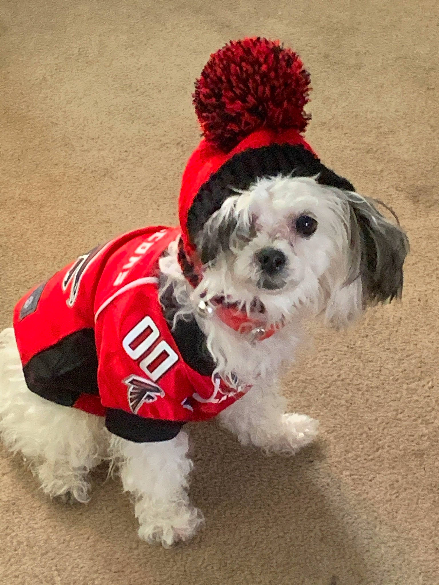 Peako joined the competition — help win amazing prizes! canidae, carnivore, cockapoo, companion_dog, dog, dog_breed, dog_clothes, dog_supply, kyi_leo, maltepoo, maltese, mammal, miniature_poodle, outerwear, puppy, puppy_love, rare_breed_dog, shih_tzu, toy_dog, toy_poodle