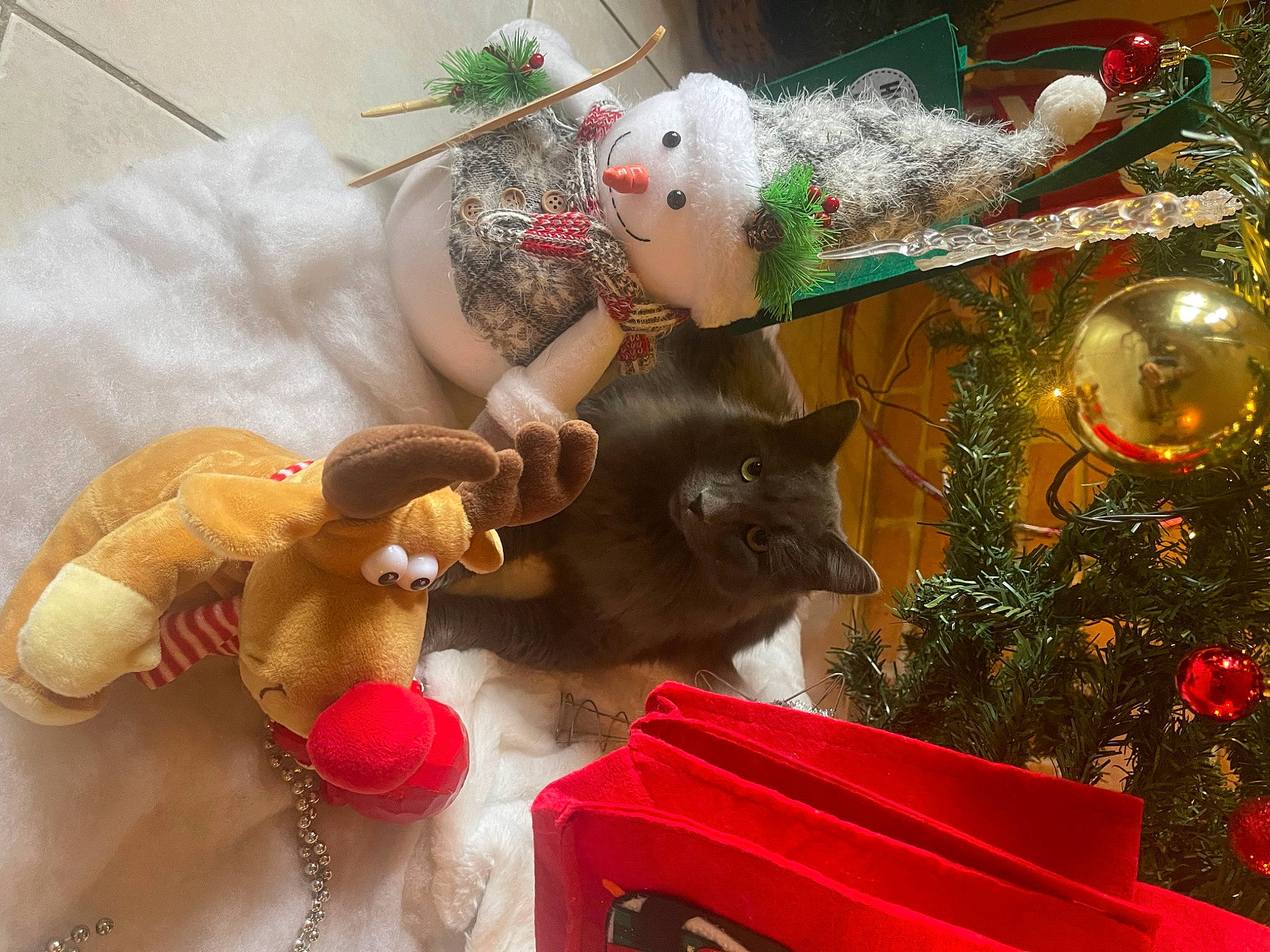 Jacou a rejoint le concours — aidez-le/la à gagner de superbes lots ! carnivore, cat, christmas, christmas_decoration, christmas_eve, christmas_ornament, christmas_tree, conifer, doll, event, fawn, felidae, fictional_character, fur, holiday, holiday_ornament, ornament, small_to_medium_sized_cats, toy, tradition