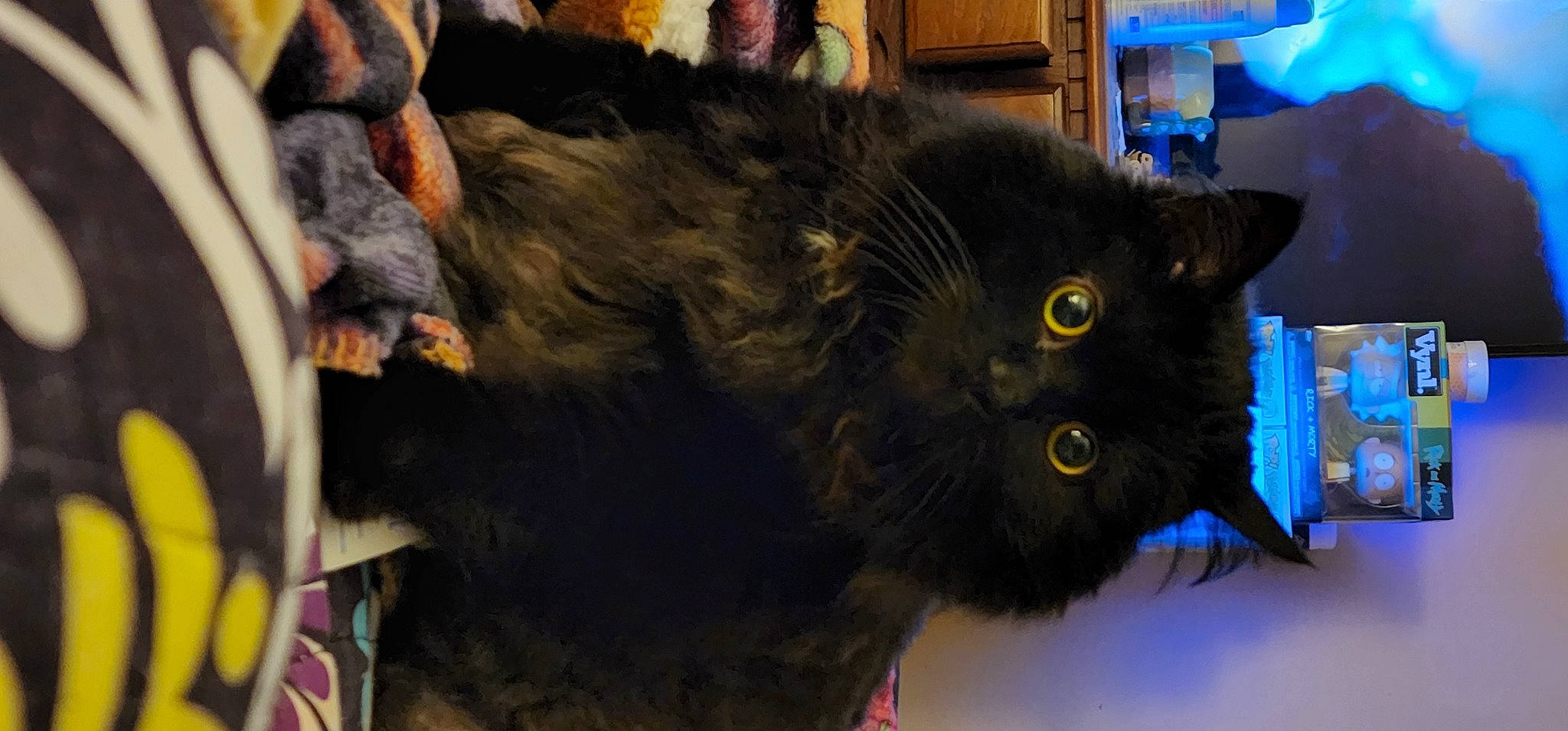 Spook joined the competition — help win amazing prizes! black_cat, blue, bombay, carnivore, cat, claw, collar, domestic_short_haired_cat, electric_blue, fawn, felidae, fur, mammal, organism, small_to_medium_sized_cats, snout, tail, terrestrial_animal, vertebrate, whiskers