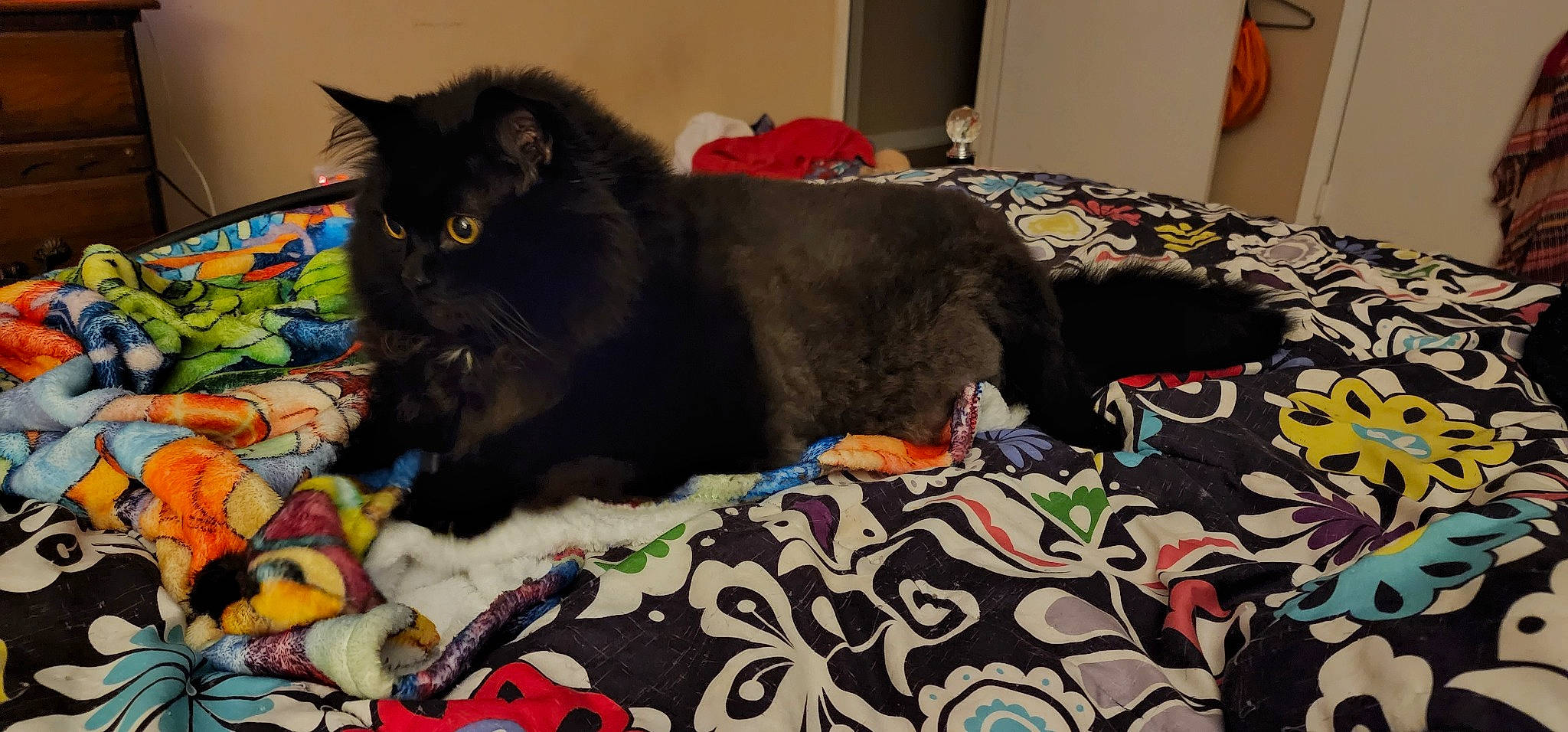 Spook is registered to the contest to win money with this photo: art, bed, bedding, black_cat, blanket, carnivore, cat, comfort, domestic_short_haired_cat, felidae, flooring, fur, grey, linens, pattern, quilt, room, small_to_medium_sized_cats, tail, whiskers