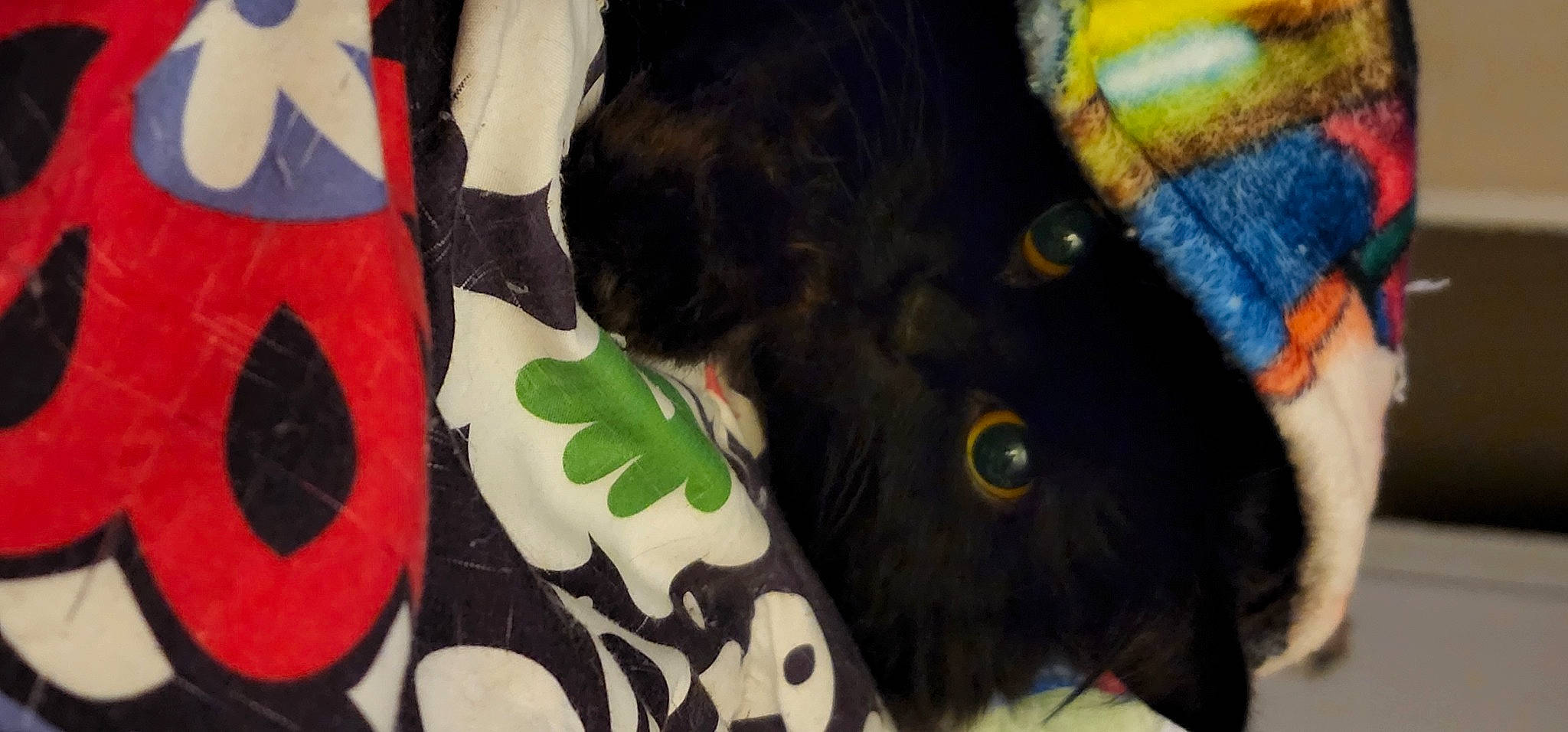 Spook joined the competition — help win amazing prizes! black, black_cat, bombay, carnivore, cat, dog_breed, fashion_accessory, felidae, fur, linens, pattern, personal_protective_equipment, plant, sleeve, small_to_medium_sized_cats, tail, terrestrial_animal, textile, whiskers, working_animal