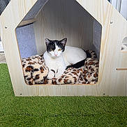 Moon participe au concours pour gagner de l'argent avec cette photo : animal, artificial_grass, black_and_white_cat, blanket, cat, cat_bed, cozy, daylight, door, feline, grass, house, indoor_pet, leopard_print, outdoor, pet, relaxed, resting, window, wooden_house