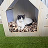 animal, artificial_grass, black_and_white_cat, blanket, cat, cat_bed, cozy, daylight, door, feline, grass, house, indoor_pet, leopard_print, outdoor, pet, relaxed, resting, window, wooden_house