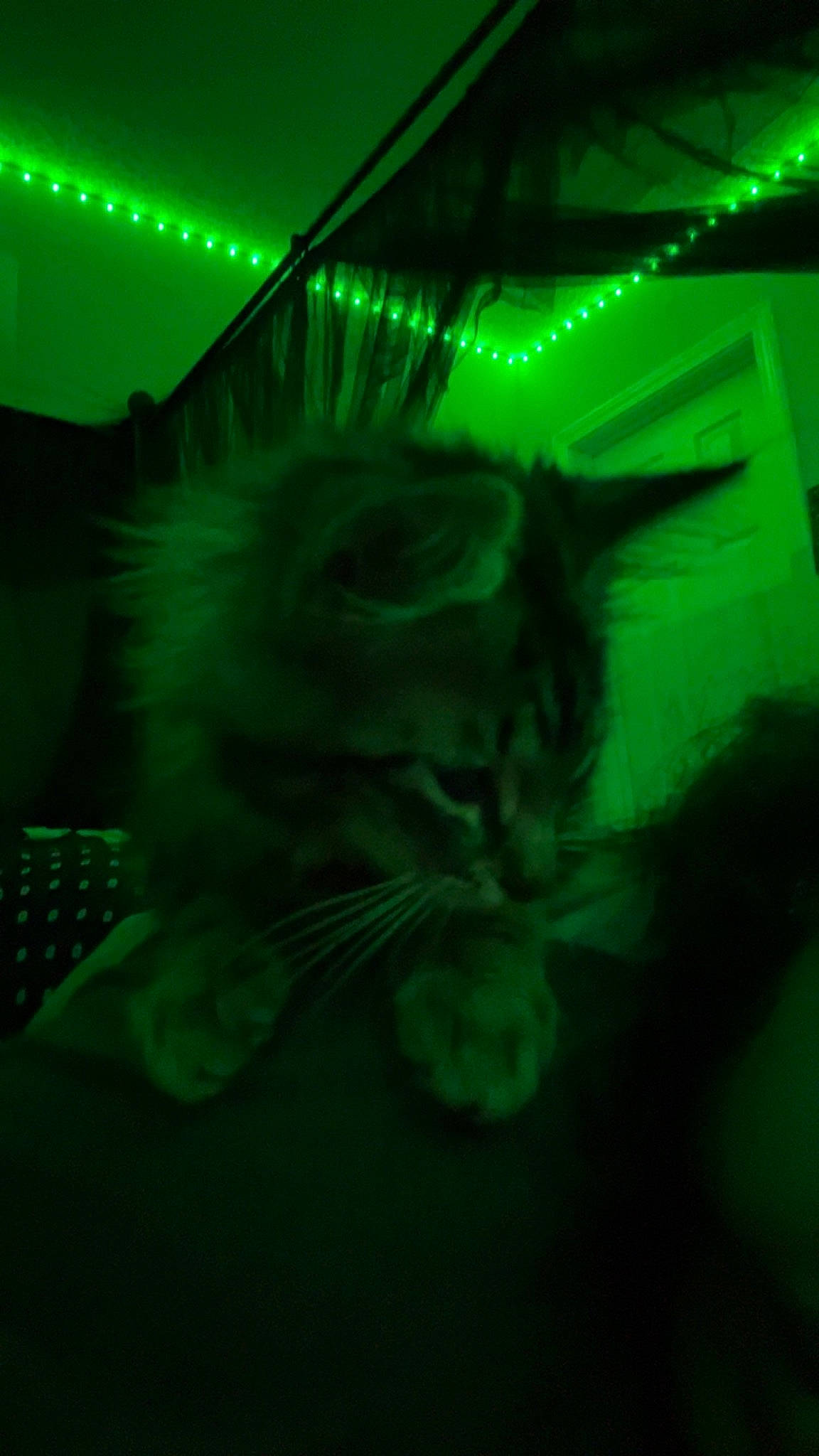 Little Lady is registered to the contest to win money with this photo: carnivore, cat, computer_keyboard, darkness, electric_blue, event, felidae, fur, graphics, grass, green, night, organism, small_to_medium_sized_cats, tail, whiskers