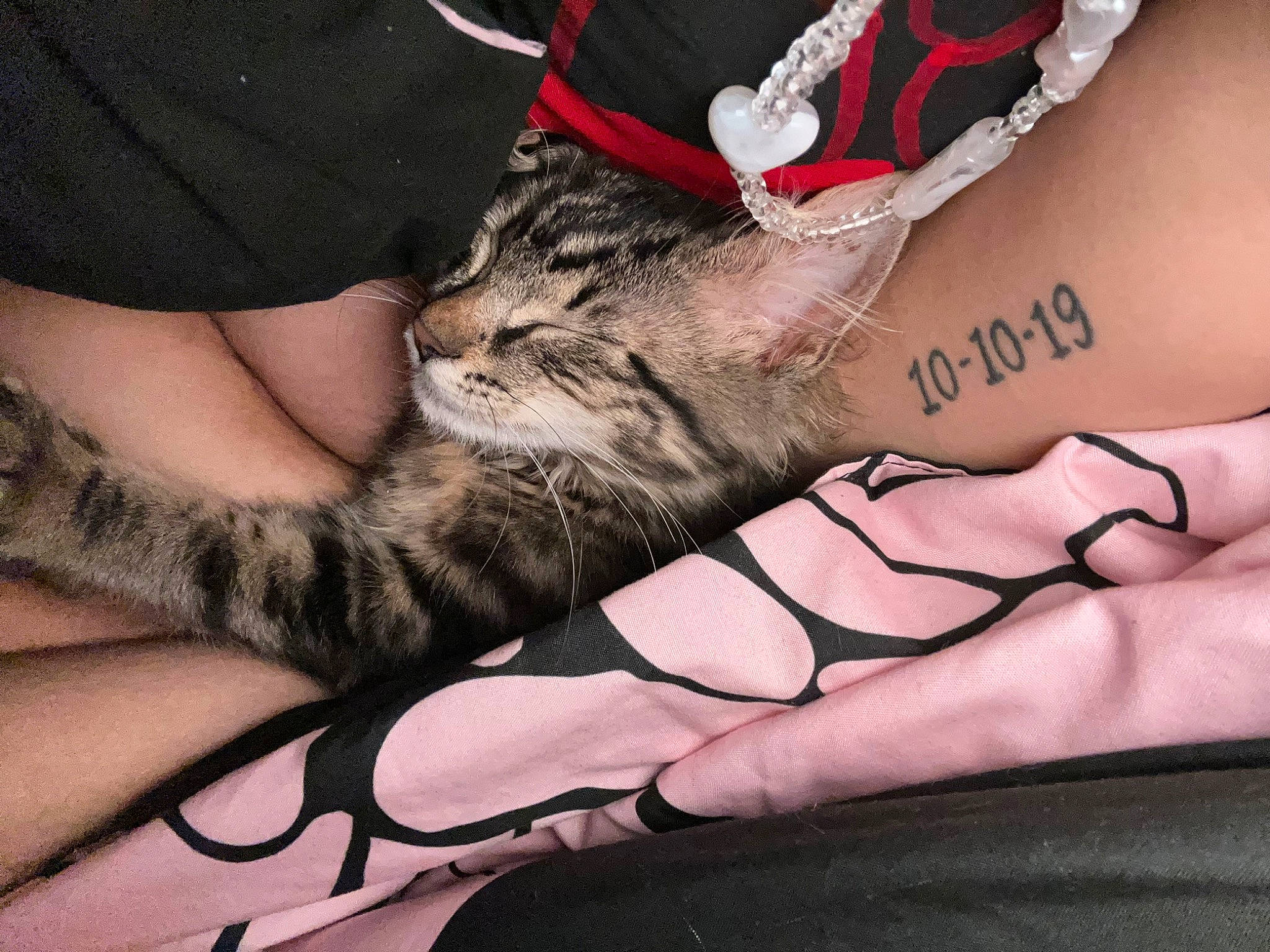 Little Lady joined the competition — help win amazing prizes! calf, carnivore, cat, comfort, domestic_short_haired_cat, elbow, eyewear, felidae, finger, foot, gesture, hat, human_leg, leg, nail, small_to_medium_sized_cats, temporary_tattoo, thigh, whiskers, wrist